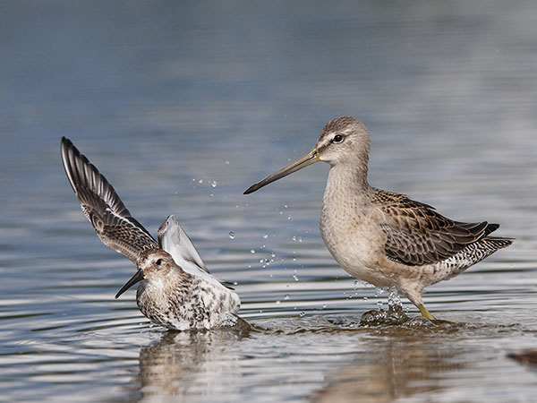 Tundrakurppelo, Long-billed Dowitcher, Limnodromus scolopaceus